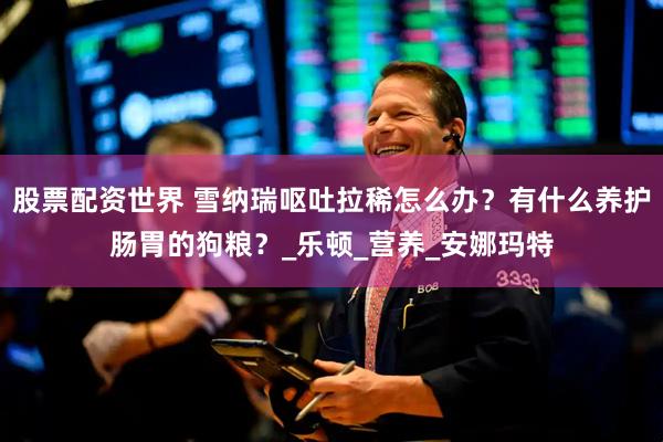 股票配资世界 雪纳瑞呕吐拉稀怎么办？有什么养护肠胃的狗粮？_乐顿_营养_安娜玛特